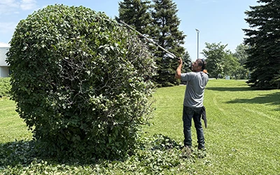 Lawn, tree and shrub installation by Terrovia Inc., Montreal